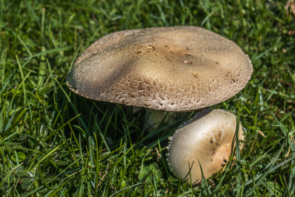 Agaricus Agaricus